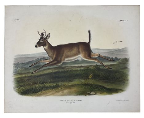 John Woodhouse Audubon (American 1812-1862): 'Cervus Leucurus Douglass - Long-Tailed Deer (Male)', Plate 118 from 'The Vivipa
