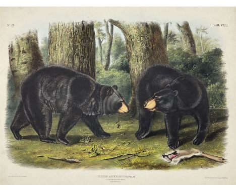 John Woodhouse Audubon (American 1812-1862): 'Ursus Americanus Pallas - American Black Bear (Males &amp; Female)', Plate 141 