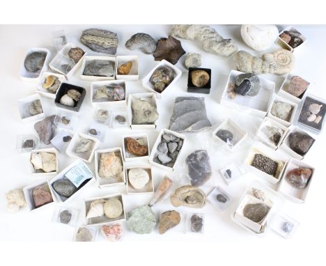 Natural History - Large collection of mixed fossils to include trilobite, triceratops Horridus tooth, ammonites, coprolite, c