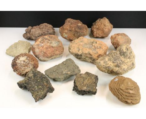 Natural History - Collection of fossils and formations to include dinosaur Coprolites and fossilised sea floor examples