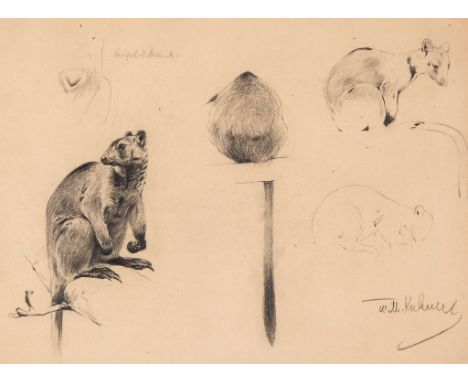 Wilhelm Friedrich Kuhnert (1865-1926) - Studies of a Tree Kangaroo Black chalk and pencil, on buff wove paper Signed lower ri