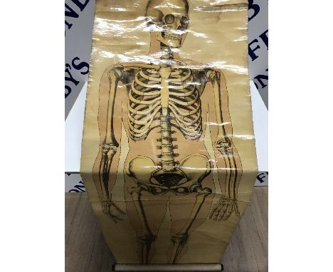 VINTAGE SKELETON CHART BY RUDDIMAN JOHNSTON  & CO LTD