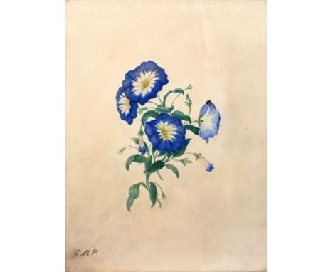 Clara Maria Pope (British, circa 1767-1838)A botanical study of morning glories, with a ladybirdinitialled C M P lower leftwa