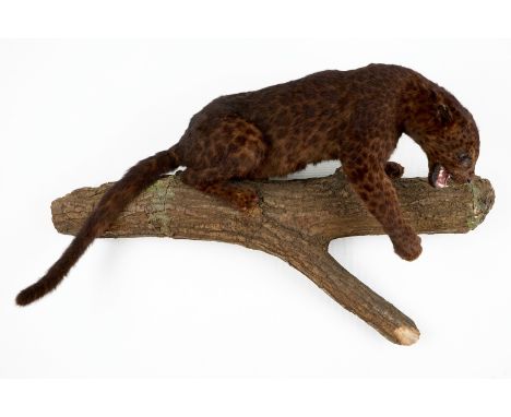 A brown-speckled jaguar on a tree trunk, taxidermy, 1980's L.: 109 - W.: 67 cm  Incl. CITES. Condition reports and high resol