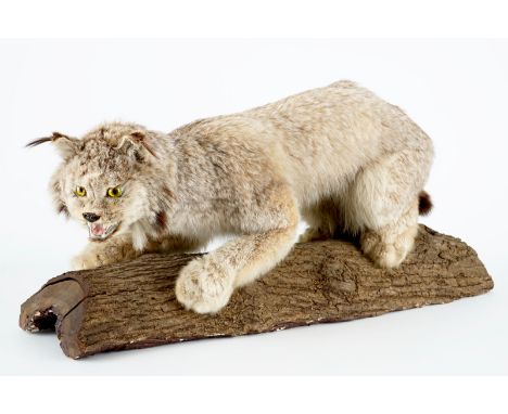 A Canadian lynx presented on a tree trunk, taxidermy from the late 20th C. H.: 42 cm - L.: 92 cm  (incl. CITES) Condition rep