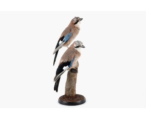 Two Eurasian Jay birds on a small wooden trunk, modern taxidermy H.: 42,5 cm Condition reports and high resolution pictures a