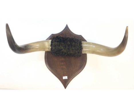 Pair of vintage cow horns mounted on an oak shield, 77cm wide overall