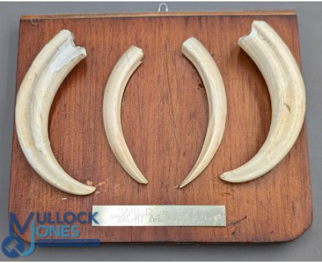 Wild Boar Tusks: mounted on wooden plinth with plaque shot by A T Hamilton South Africa 1998 - 20cm x 23cm