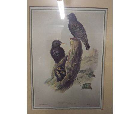 A Framed Print of Starlings. 