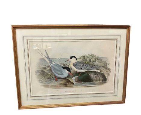 After Gould and Richter - lithograph- Sterna Macura, 33 x 53cm, glazed frame
