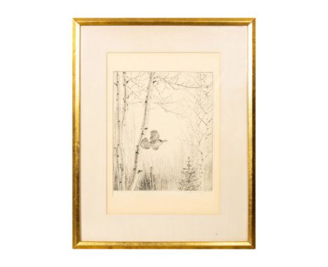 Etching print on paper depicting a grouse in flight in a birch forest. Exquisitely detailed and perfectly conveys the thrilli