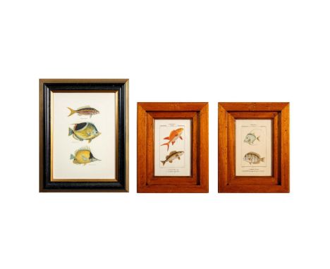 Three framed offset lithograph prints on paper. Each print presents two or three saltwater reef fish and either their binomia