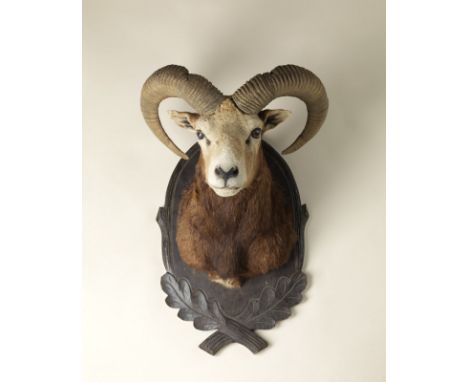 Naturalia A hunting trophy with European Muflon (Ovis Aries, Musimon) headEurope, mid-20th century. . Cm 39,00 x 67,00 x 45,0