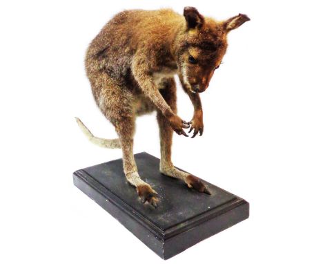 A vintage taxidermy wallaby set on black wooden plinth