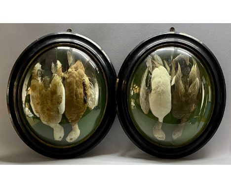 VICTORIAN TAXIDERMY OVAL DISPLAYS (2) - with ebonised frames and convex glass, each containing a brace of ducks hanging by th