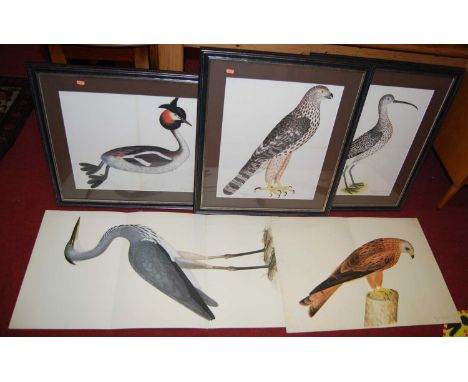 A set of three Swedish reproduction bird prints, each in glazed frame, 44 x 55cm; and two other larger unframed examples (5)