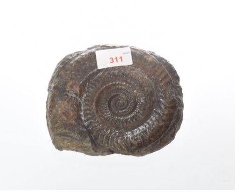 An Ammonite fossil