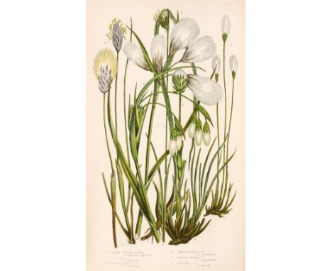 Pratt (Anne). The British Grasses and Sedges, London: Society for Promoting Christian Knowledge, [1859], 35 chromolithograph 