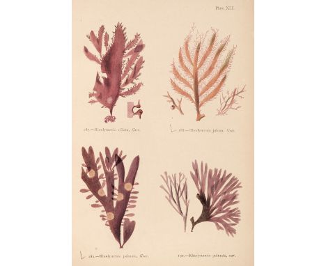 Gatty (Mrs Alfred). British Sea-Weeds, drawn from Professor Harvey's "Phycologia Britannica", 2 volumes, London: Bell and Dal