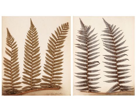 * Pressed Ferns. New Zealand Ferns [so titled on upper cover], 1860s, an album containing pressed dried fern specimens mounte