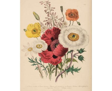 [Loudon, Jane]. [Ladies' Flower Garden of Ornamental Perennials, London: William Smith, 1841(?)], part volume only, title pag