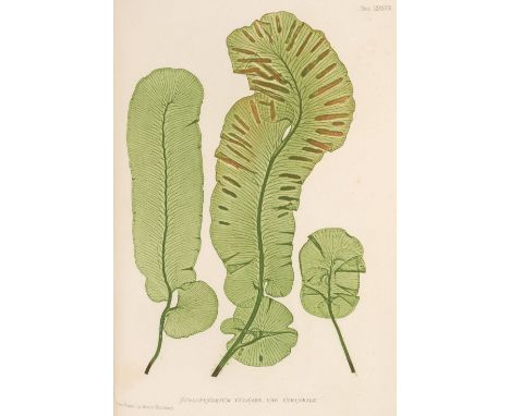 Moore (Thomas). Nature-Printed British Ferns: being figures and descriptions of the species and varieties of ferns found in t