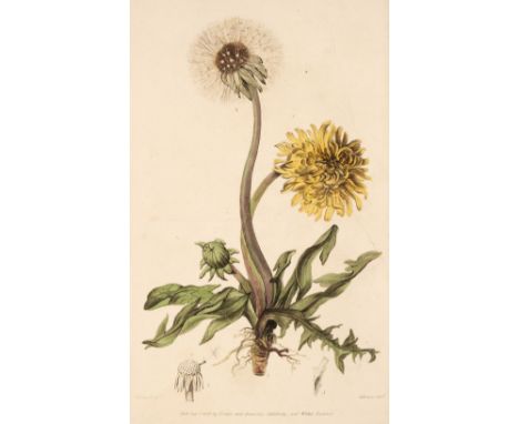 Smith (Henry). Flora Sarisburiensis; A Repository of English Botany, both General and Medical; being an accurate delineation 