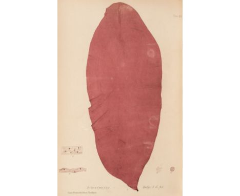 Johnstone (William Grosart &amp; Alexander Croall). The Nature-Printed British Sea-Weeds: a history, accompanied by figures a