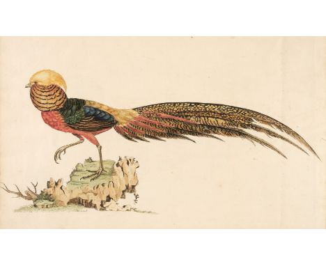 Hayes (William). [A Natural History of British Birds, &amp;c. With their portraits accurately drawn and beautifully coloured 