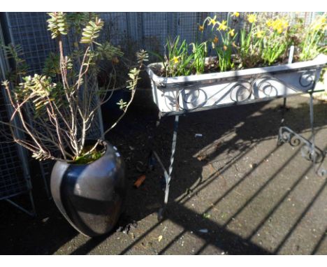 A black glazed garden pot planted with a shrub - sold with a wrought iron plant holder with plastic trough planted with narci