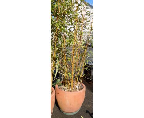 A large terracotta garden planter containing a tall bamboo plant