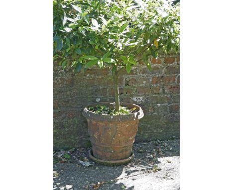 A moulded terracotta planter and bay tree,130cm high