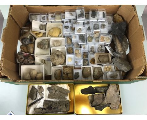Fossil interest, quantity of sea related fossil specimens being shells, Plant, urchin, Ammonite etc, formally in the collecti