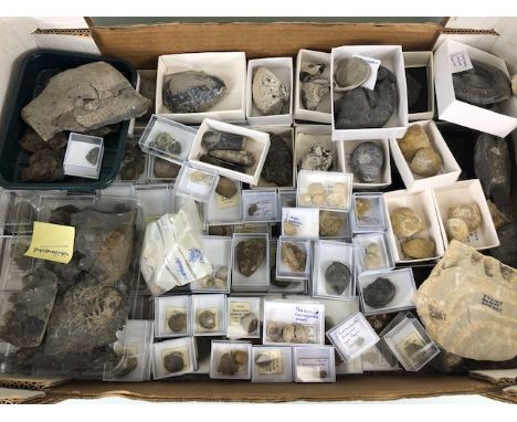 Fossil interest, collection of fossils the being mostly   Ammonite, and  belemnites, many local finds, the majority labeled. 