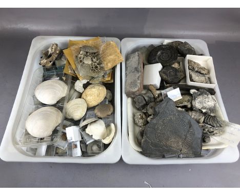 Fossil interest, quantity of fossils, the majority being various Ammonites, from around the British isles but also a quantity