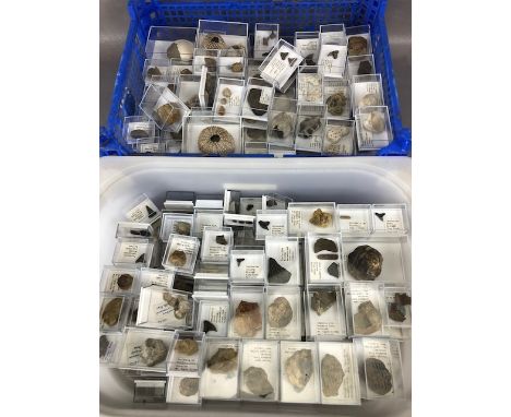 Fossil geology interest, collection of fossils from America, to include teeth, shells, urchins ,trilobites etc .formally in t