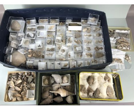Fossil interest, a quantity of sea related fossils to include a variety of fossil shells in varying sizes, shark teeth, and o