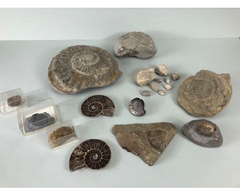 Fossil Geology Interest, a collection of Ammonites and trilobite specimens from the local area, formally in the collection of