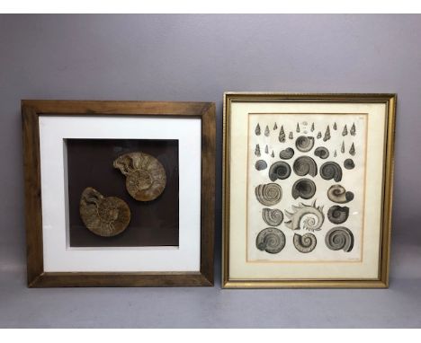 Decorator interest, Framed Victorian book plate engraving of Ammonites, by D Kay, and a framed polished Ammonite Fossil 