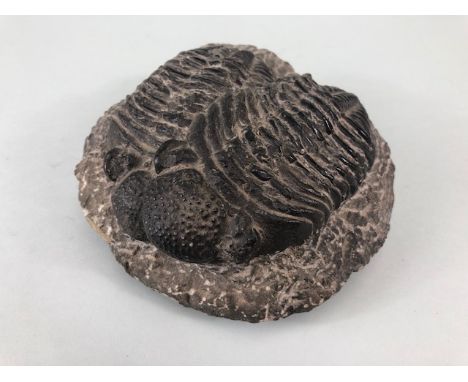 Fossil  geology interest, a rare large twin specimen of Phacops Trilobites each approximately 12cm long,  formally in the col