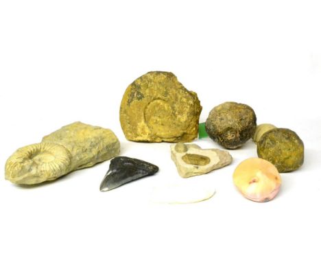 A Fossil Specimen, with a Trilobite, 16cm; Two Similar, with ammonites; and Other Fossils (9)