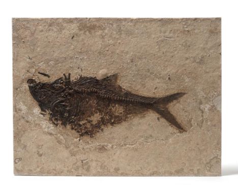 A Fossil Specimen of a Fish, on a rectangular panel, 46cm by 56cm  