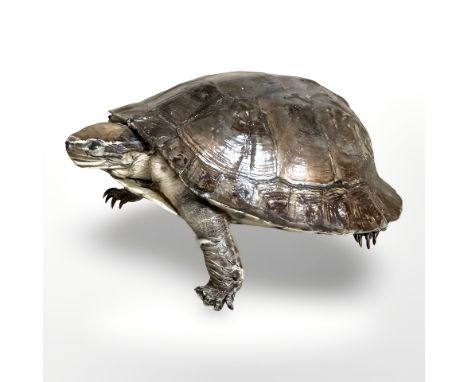 A taxidermy terrapin, length 14 cm.