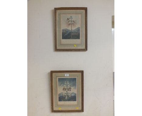 A PAIR OF VINTAGE FLORAL PRINTS 