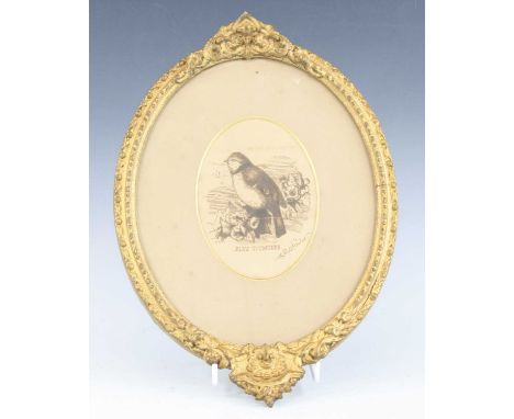 Charles Burton Barber (1845-1894), Blue Titmouse, pen sketch, titled below and signed lower right, framed as an oval, 13.5 x 