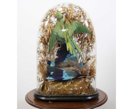 A pair of Victorian taxidermy birds, to include an Indian Roller (Coracias benghalensis) and Rose-Ringed Parakeet (Psittacula