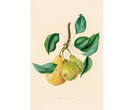 1. Hälfte 19. Jh.  Drei Lithogr., kol. Große Poire D'Amande. Colmar Delahaut.  Beurré Giffard. Aus: Annales de pomologie belg