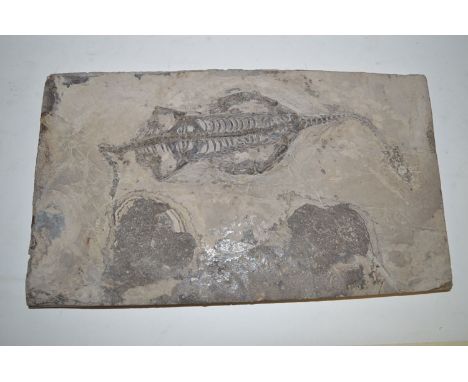 A fossil probably of the Triassic Genus Keichousaurus specimen length 9in. (23cms), plaque 12 x 6½in. (30 x 16cms).
