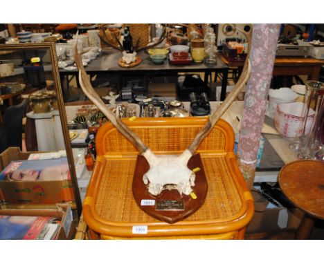A hunting trophy mounted to shield shaped plaque with presentation plaque