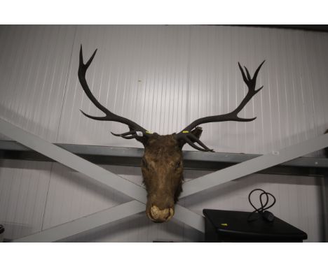 A hunting trophy